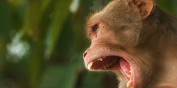 Bizarní omyl: Místo zatoulané opice zasáhl muž uspávací puškou ženu