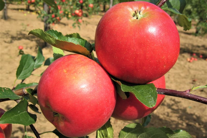 Jablka: odrůda Rubinola