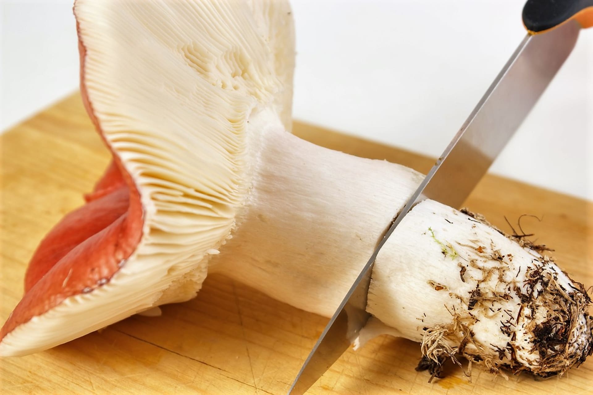 Holubinky: jejich využití v kuchyni je všestranné a některé druhy patří dokonce k nejchutnějším houbám vůbec