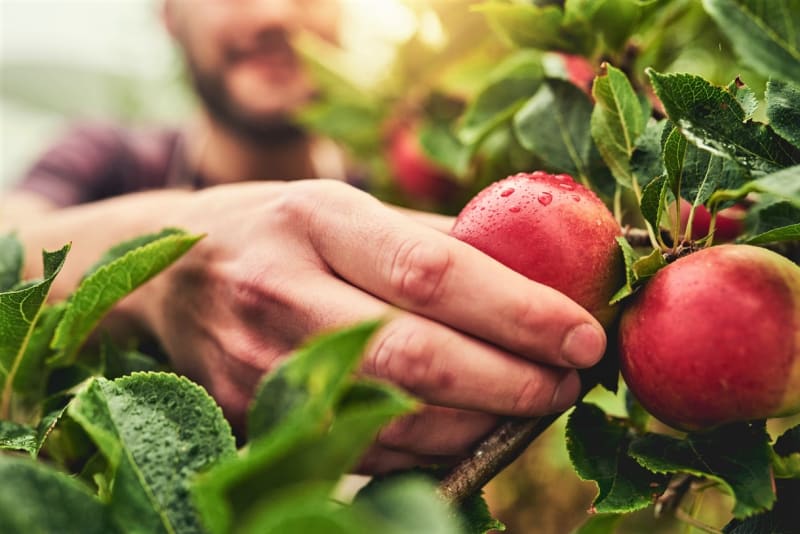 Jablka sklízíme od července až do listopadu, protože existuje mnoho odrůd a každá má svůj termín sklizně
