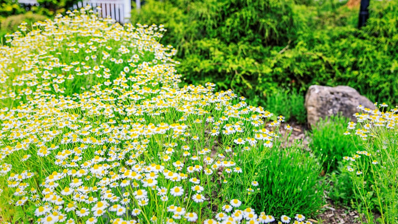 Heřmánek se dá pěstovat na zahradě i v nádobách na balkoně nebo terase – není to nijak náročné a budeme mít krásnou voňavou letničku