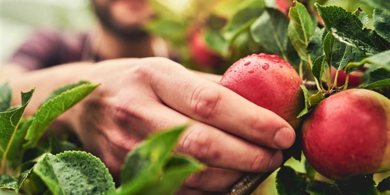 Jablka sklízíme od července až do listopadu, protože existuje mnoho odrůd a každá má svůj termín sklizně.