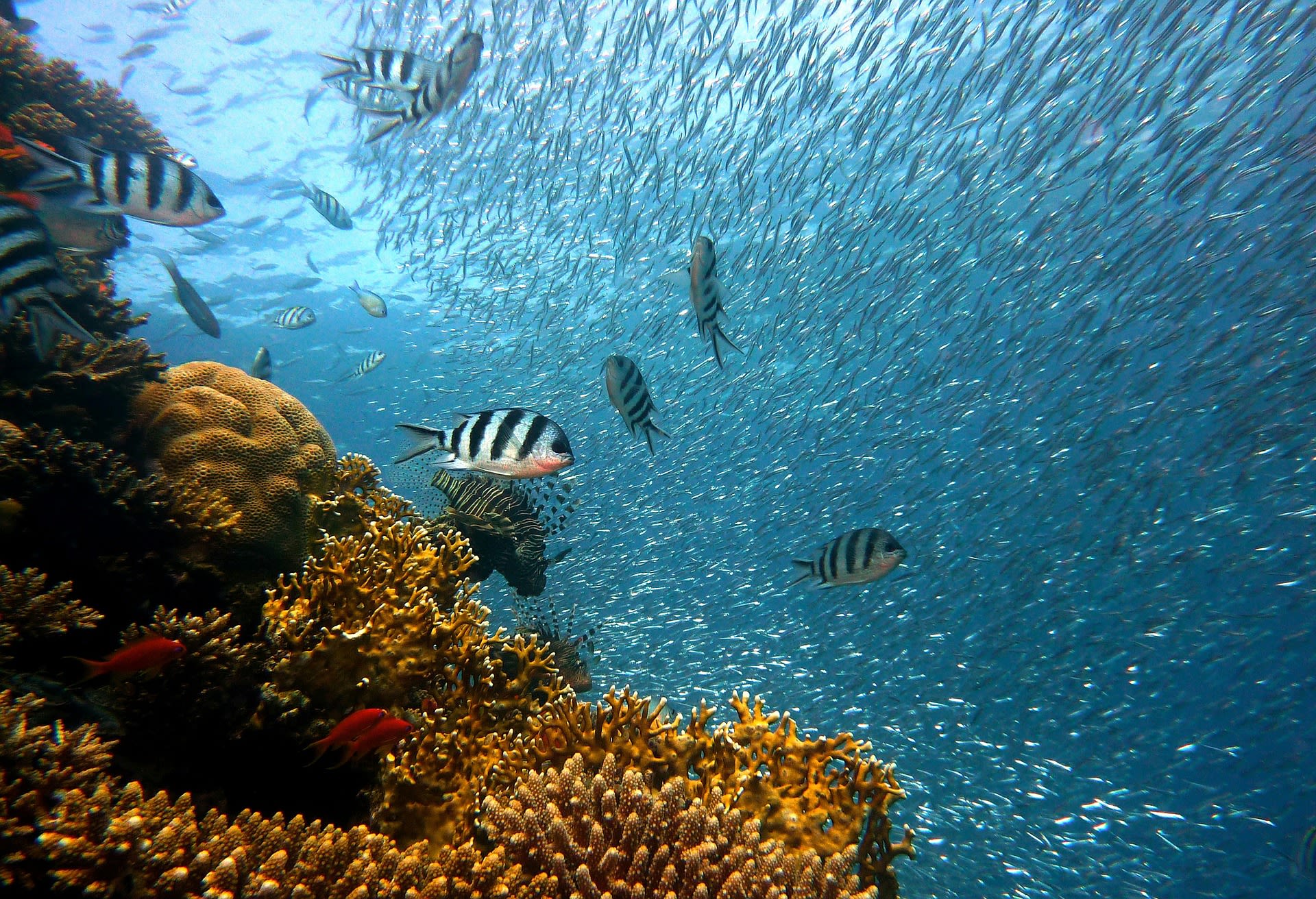 Velký bariérový útes v Austrálii ožívá novým životem. Ve velkém se zde začaly množit korály.