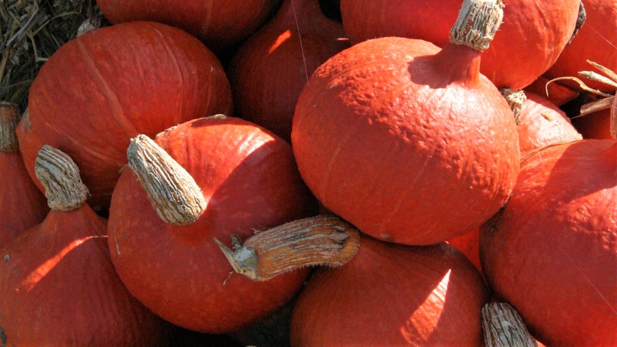 DÝNĚ HOKAIDO: Jak vypěstovat oranžový (nejen) podzimní zázrak a uvařit dýňovou polévku