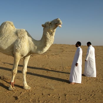 Saudská Arábie může nabídnout třeba ... vyjížďku pouští na velbloudech