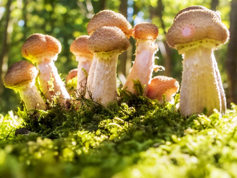 Václavka je klasická podzimní parazitická houba, která  nevíc roste kolem svátku svatého Václava (28. září), což jí také dalo jméno. V lesích ji ale můžeme sbírat obvykle už od září až do listopadu, dokud neuhodí mrazy. 