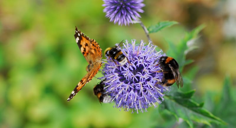 Bělotrn jako lákadlo pro včely a motýly