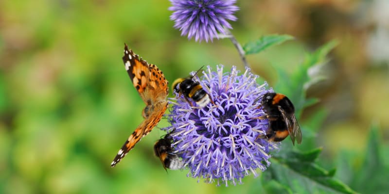 Bělotrn jako lákadlo pro včely a motýly