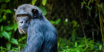 Šimpanz v džungli masturboval pomocí láhve. Podle vědců jde o první zaznamenaný případ