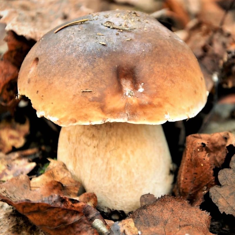 Hřib dubový má klobouk v různých nahnědlých až hnědých odstínech od světle šedé přes hnědookrovou až po sytě hnědou