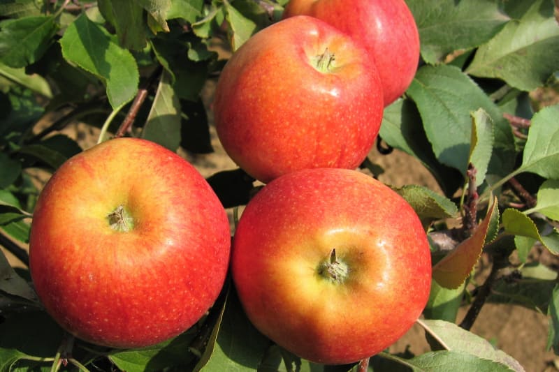 Jablka: odrůda Gala
