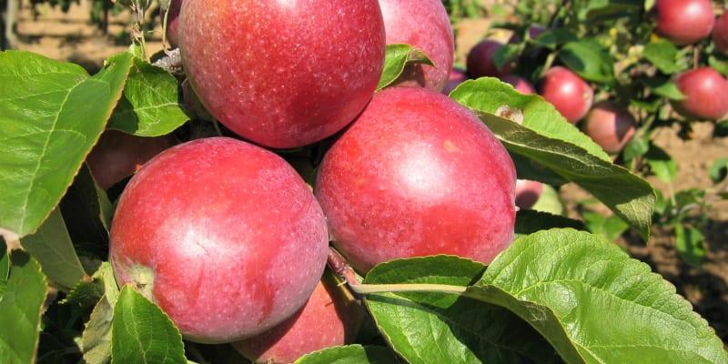 Jablka: odrůda Jonagored