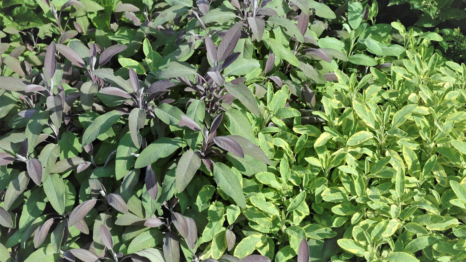 Šalvěj lékařská: Pestrolisté kultivary oživí převážně zelenou bylinkovou zahrádku. Disponují stejným aroma i všemi léčivými účinky jako klasická šalvěj.