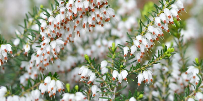 Vřesovec pleťový (Erica carnea) vykvétá květy bílými, žlutými, růžovými až červenými, ale dokonce i zelenými. 