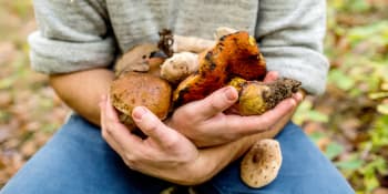 Začala houbařská sezona. Jak rozeznat jedlé houby od jedovatých a co dělat při otravě?