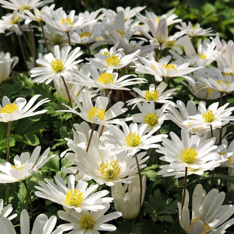 Jarní cibuloviny, kterým se daří v květináči: sasanka vábná nebo něžná (Anemone blanda) 