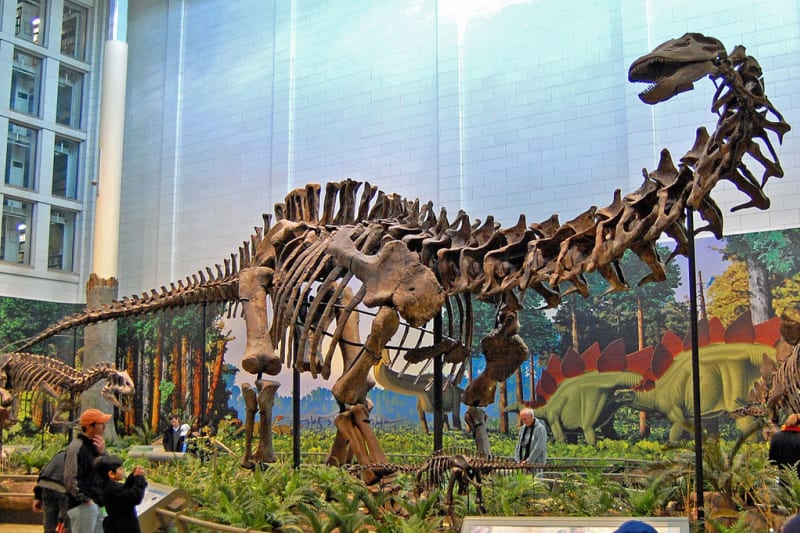 Apatosaurus louisae vystavený v muzeu