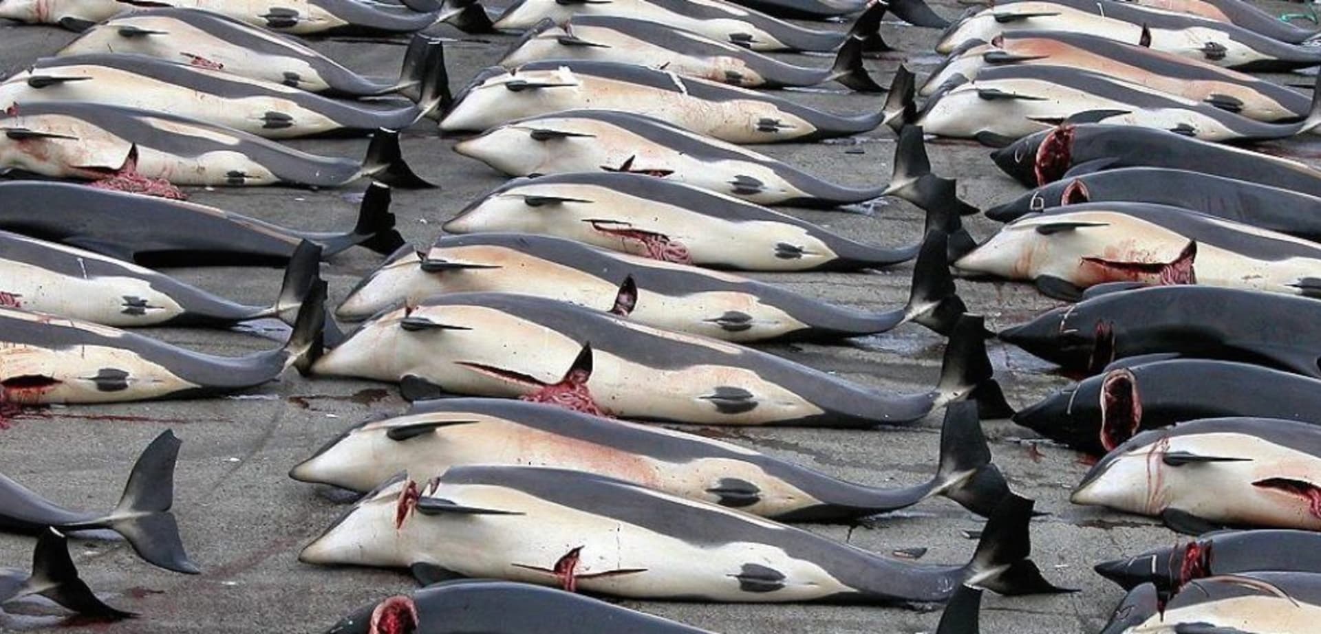 Při letošním lovu bude zavražděno až 1700 delfínů.