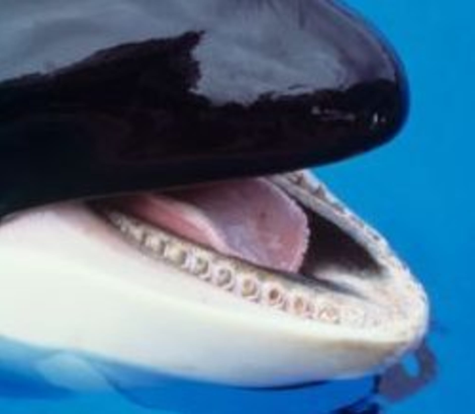 Zábavní parky SeaWorld jsou již dlouhou dobu v hledáčku ochránců zvířat kvůli nedostatečné péči.