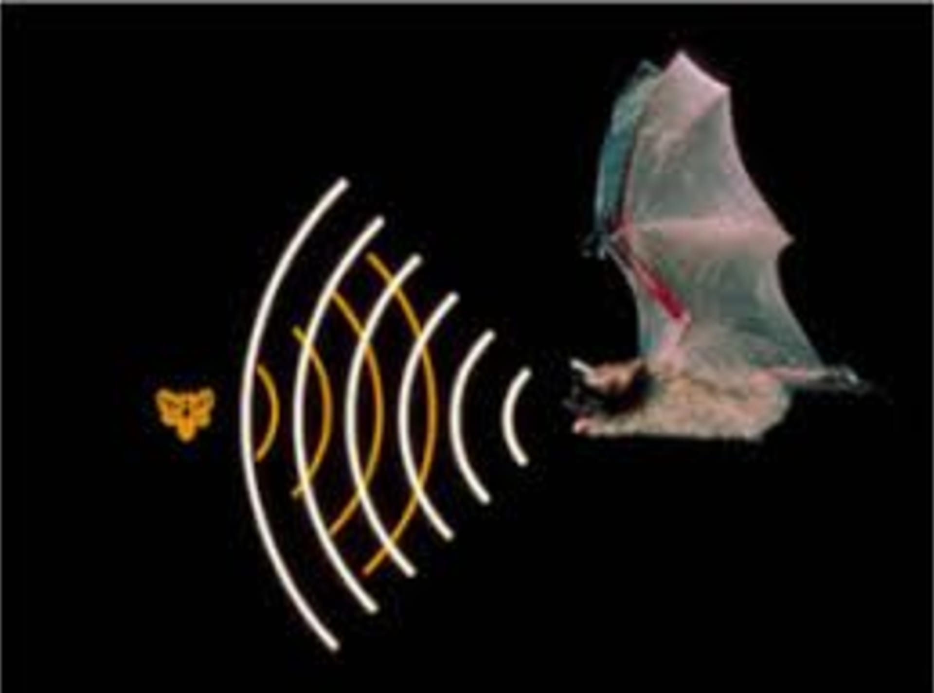 Při echolokaci netopýr vysílá ultrazvukový signál, díky jehož odrazu se může orientovat ve svém okolí.