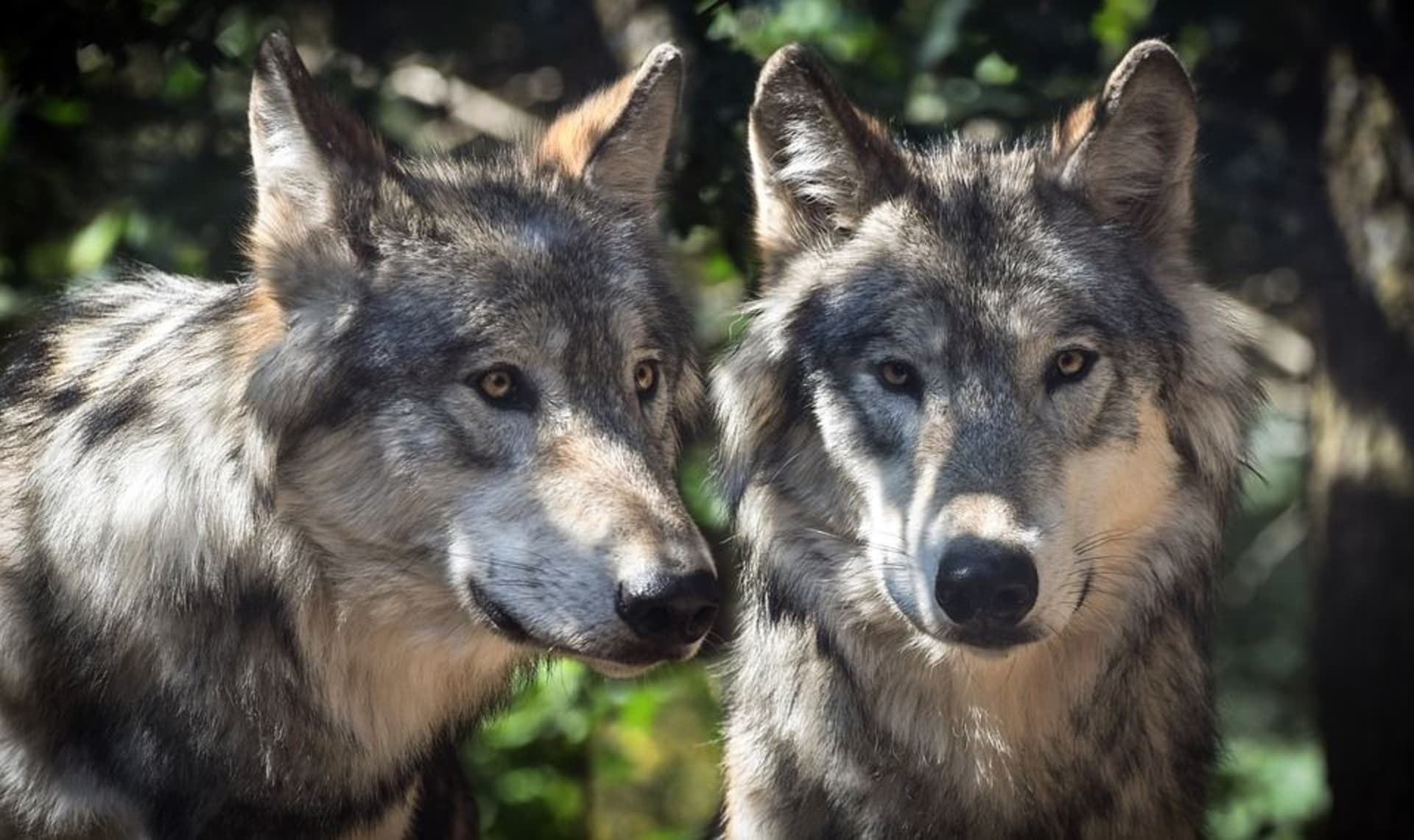 V Yellowstonském národním pomohl návrat vlků obnovit krajinu. U nás část myslivců volá po jejich vybití.