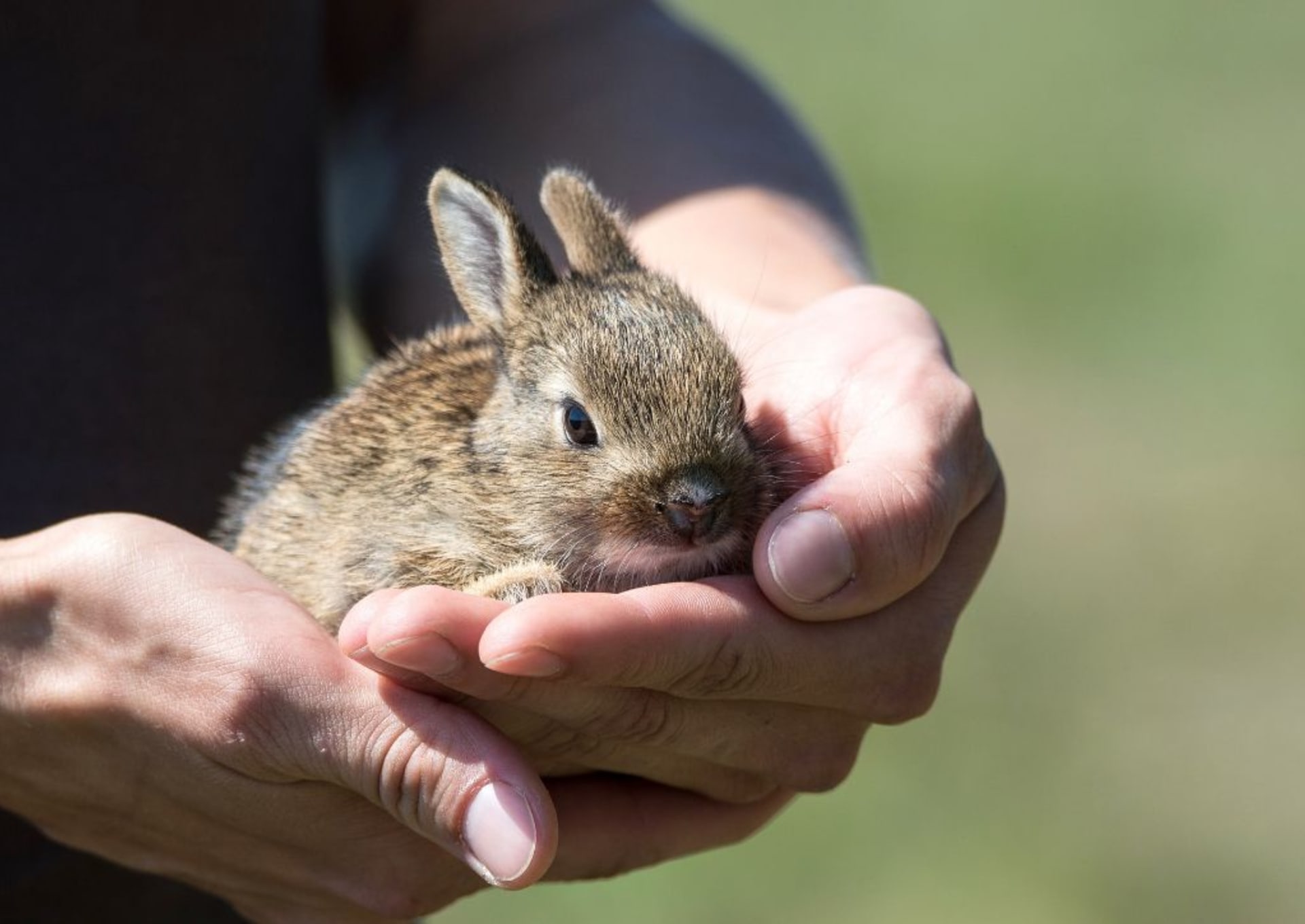 Vzít mládě králíka (divokého) nebo zajíce do ruky znamená odsoudit ho k smrti. Matka ucítí váš pach a opustí ho.
