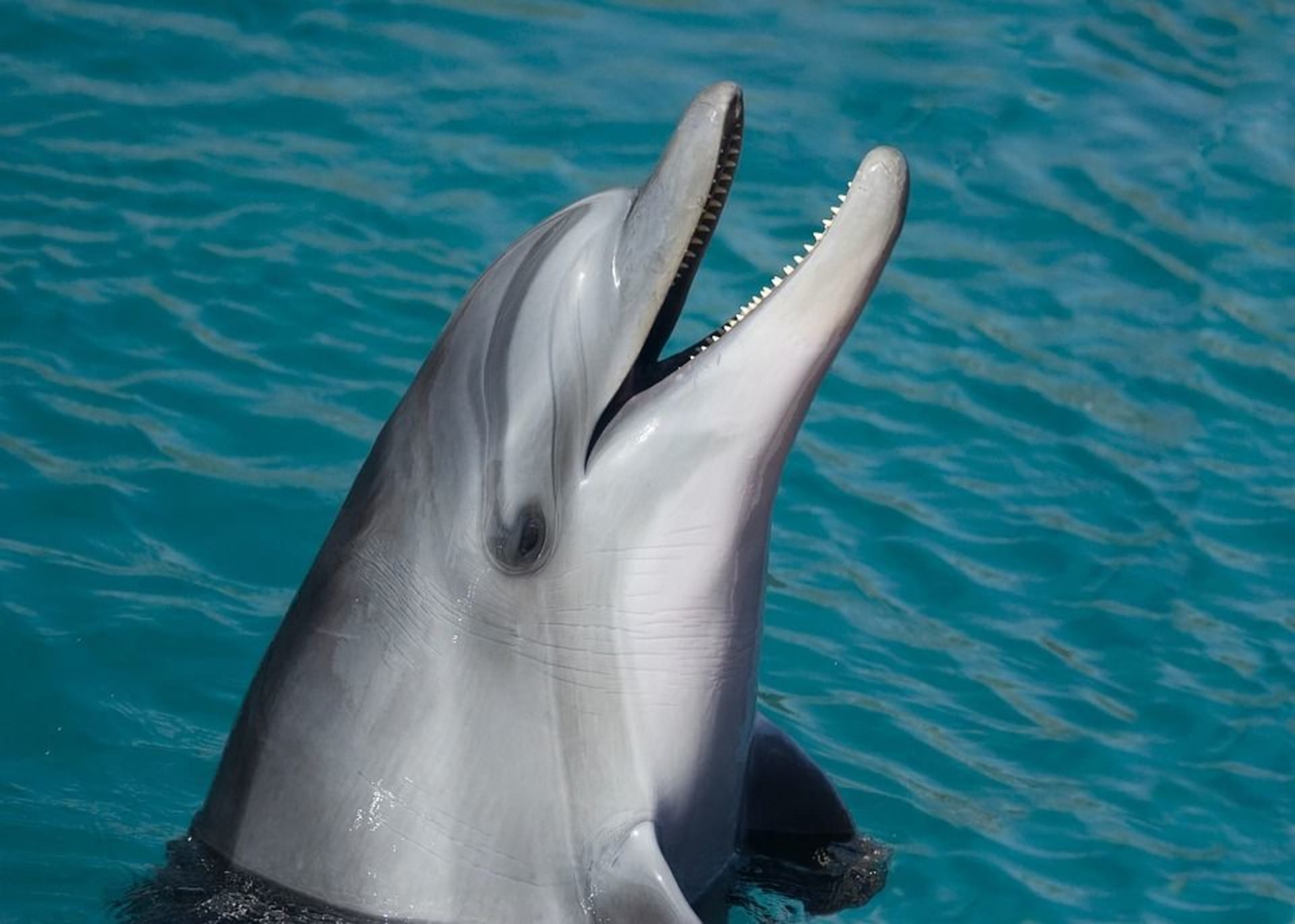 Delfíni patří mezi nejvnímavější bytosti této planety.