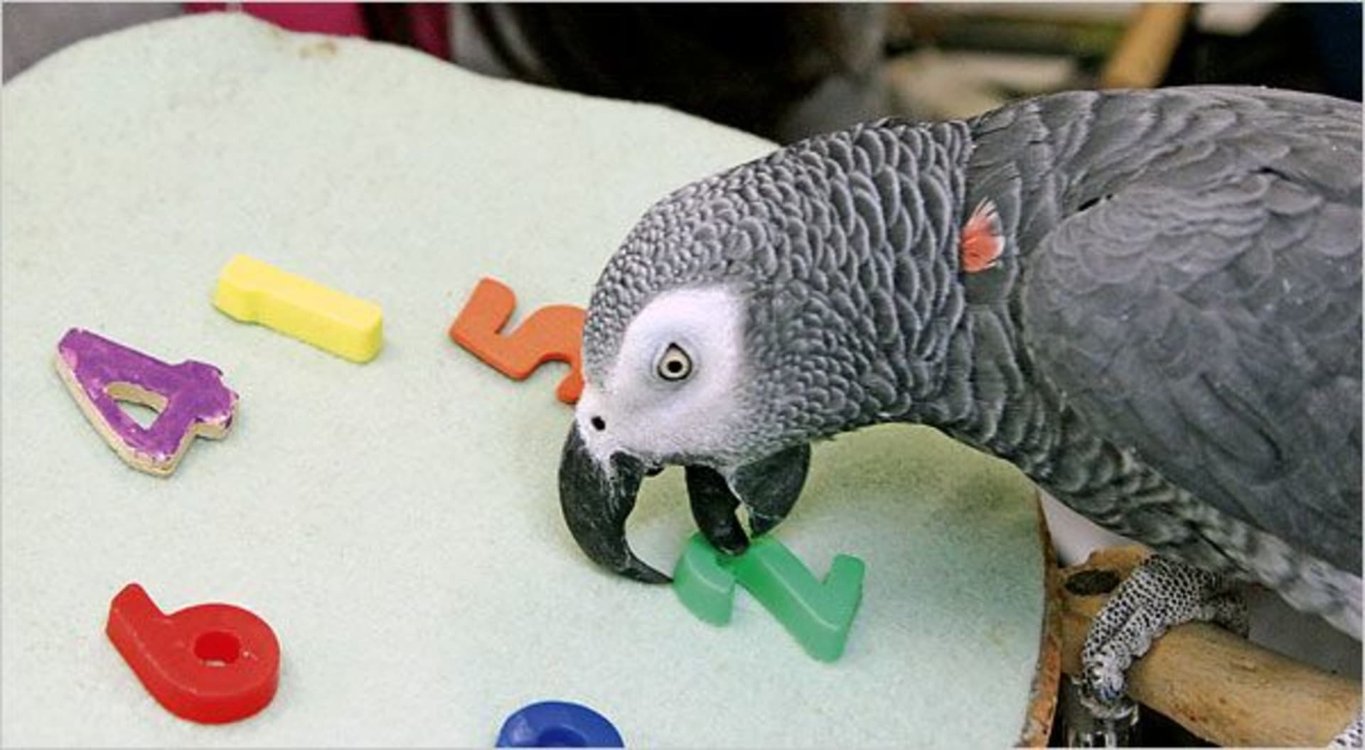 Papoušek Alex patří mezi průkopníky znalostí o inteligenci u papoušků.