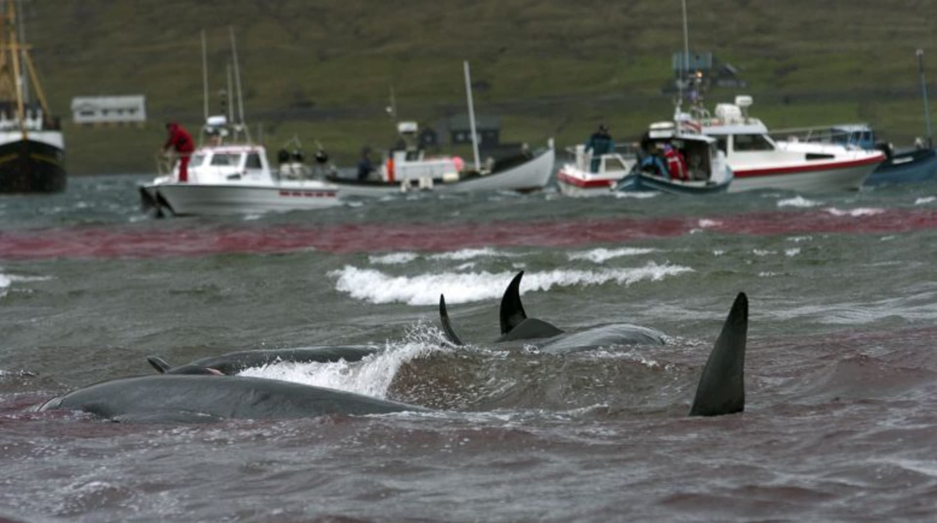 Aktivisté z organizace Sea Shepherd se nevzdávají. V minulých letech se jim podařilo zachránit stovky kytovců.