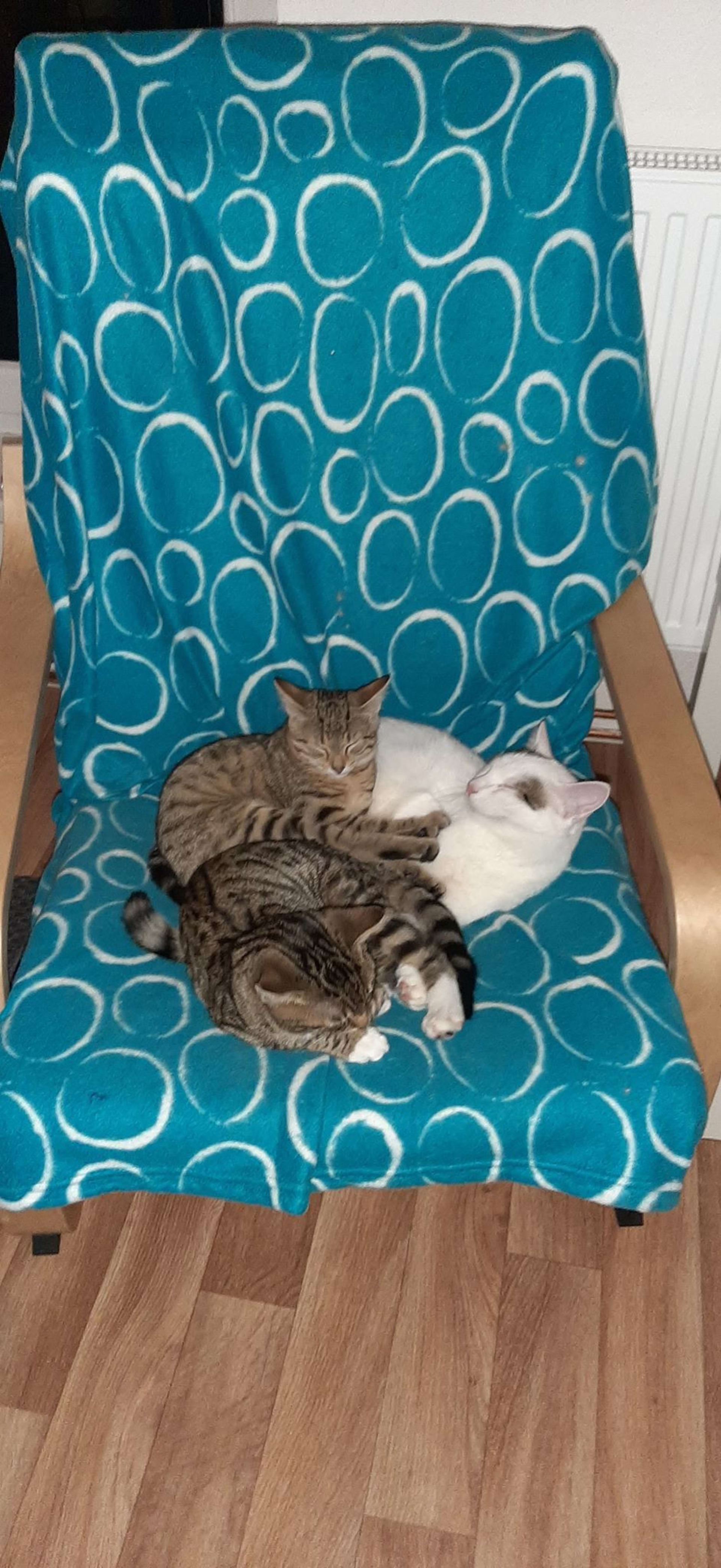 Mourované kočkata Filda a Miky tulící, vrnící s panem Mňoukem