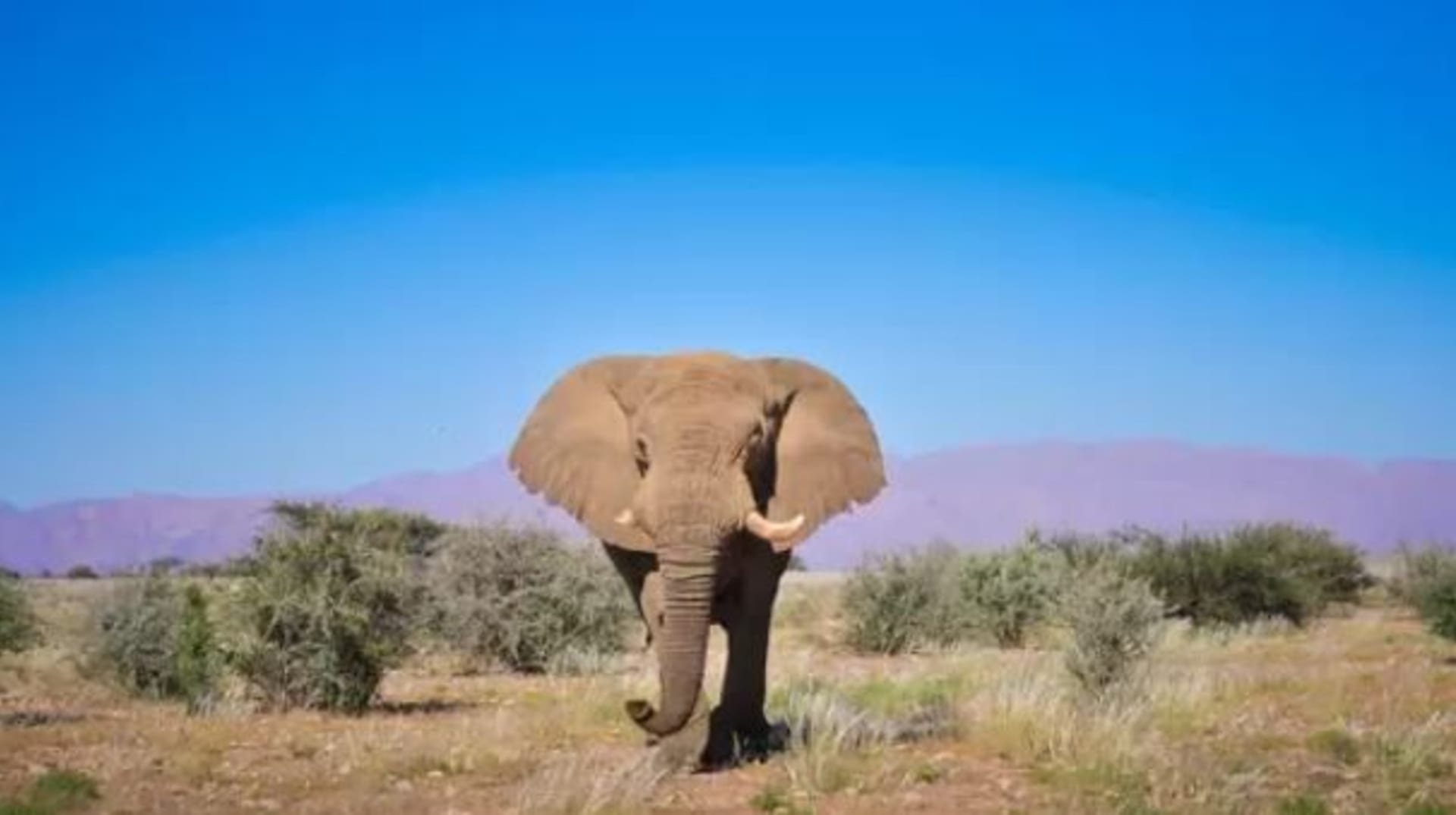 Voortrakker byl jedním z prvních slonů, kteří znovu osídlili nambijskou poušť.