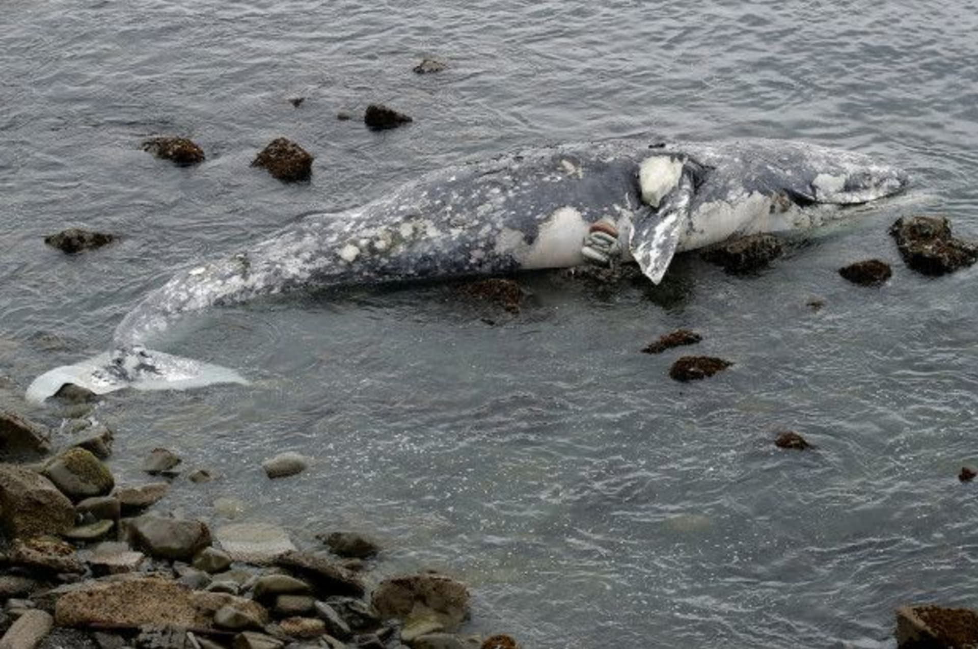 Čtyři těla byla nalezena u ostrova Kodiak, dva ve městě Egegik a další na ostrově Takli.