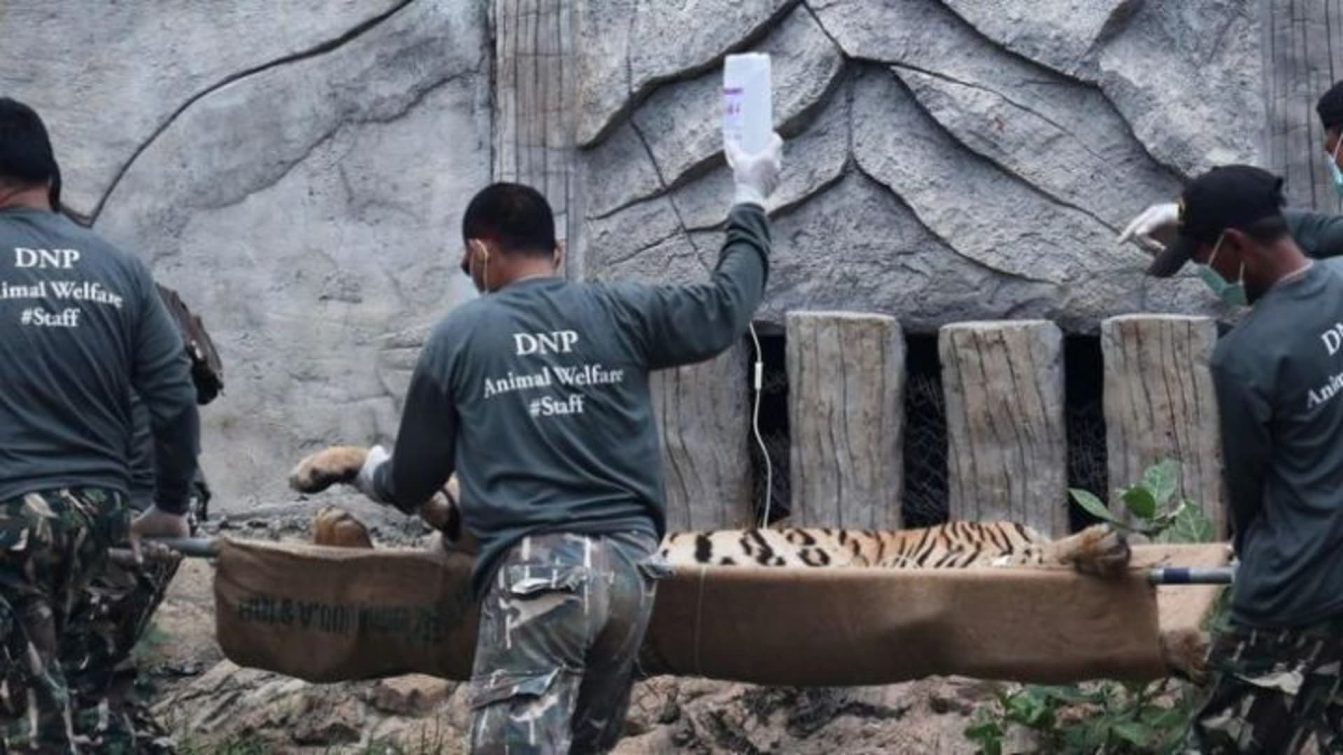 V červnu 2016 byli tygři z chrámu odvezeni do dvou chovných stanic.