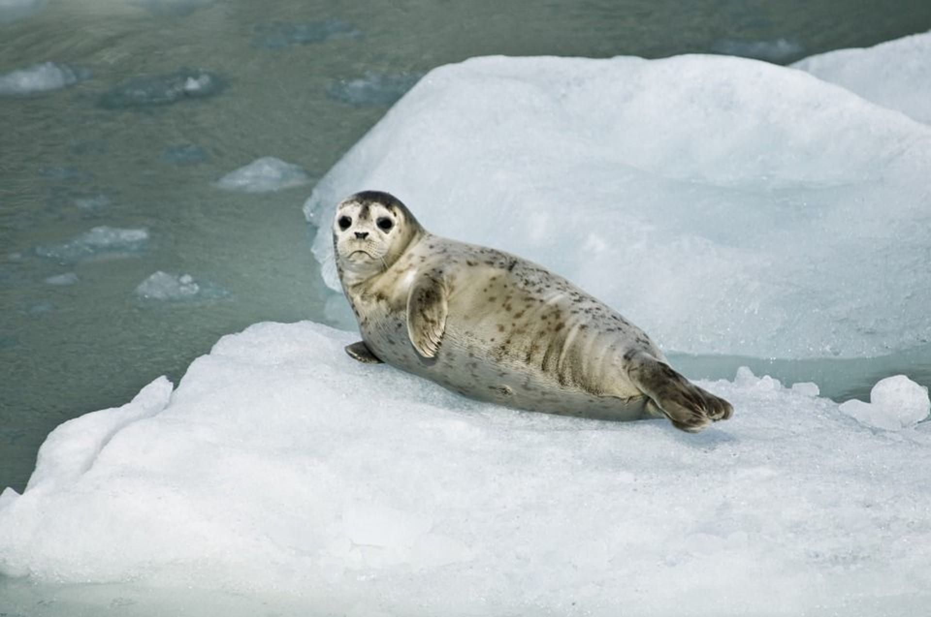 Některým druhům tuleňů hrozí vyhynutí.