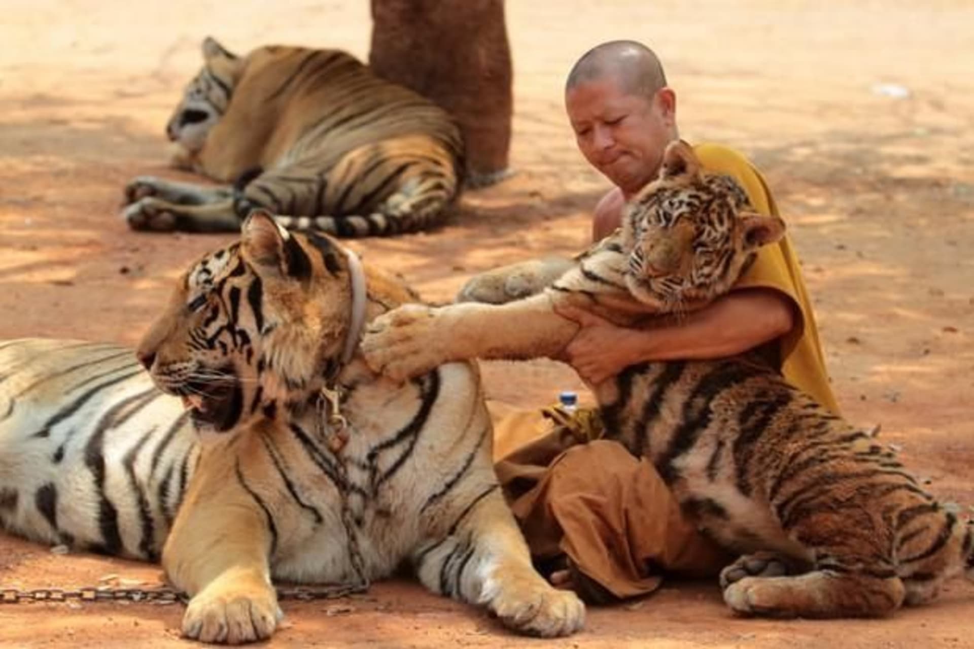 Tygři byli v chrámu připoutáni a pod vlivem sedativ byli předváděni turistům.