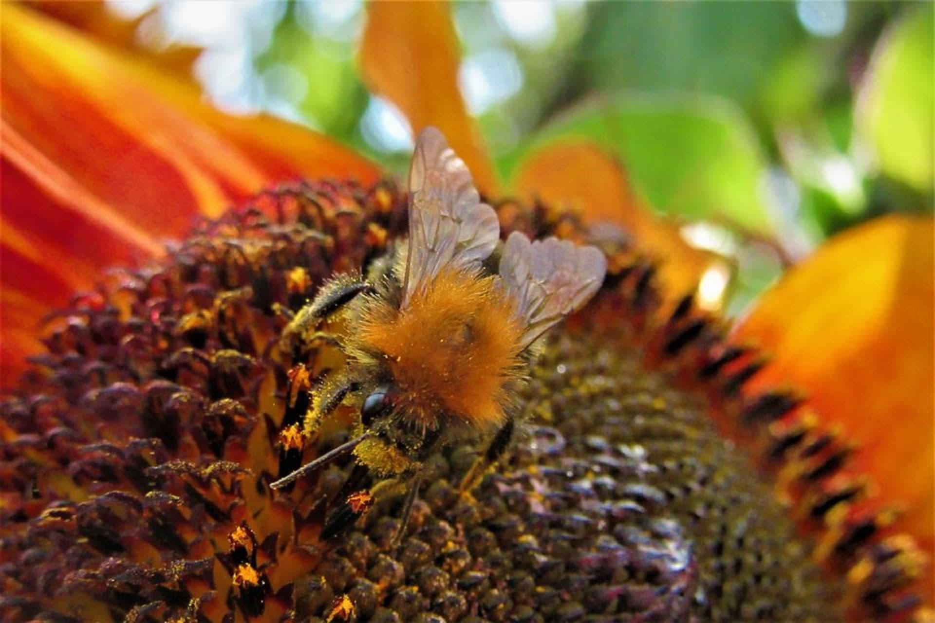 Jakmile jedna z létavek objeví bohatý zdroj nektaru a pylu, oznámí to ostatním.