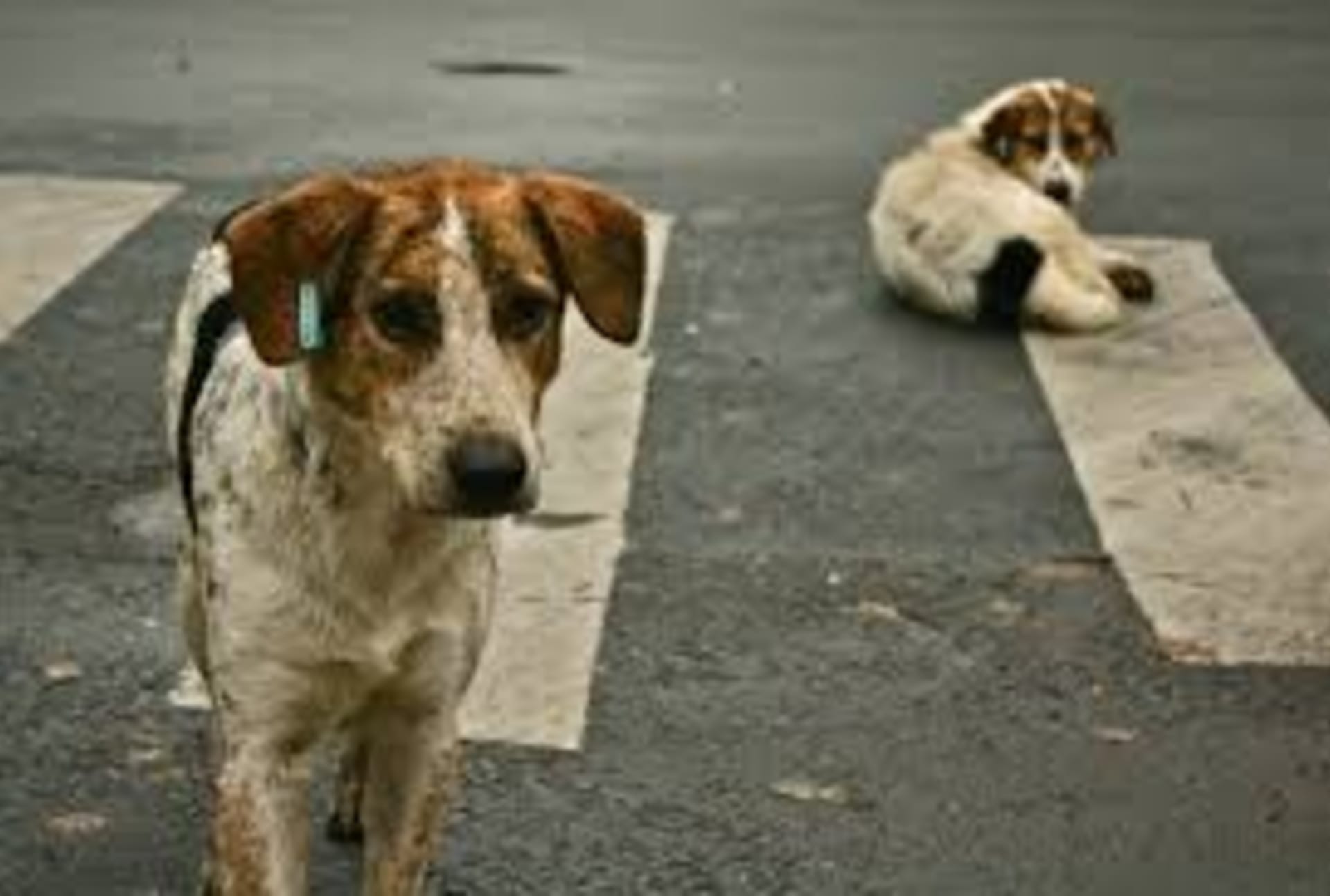 Podle odhadů ochránců zvířat se v celém Rumunsku potuluje zhruba milion psů bez domova.