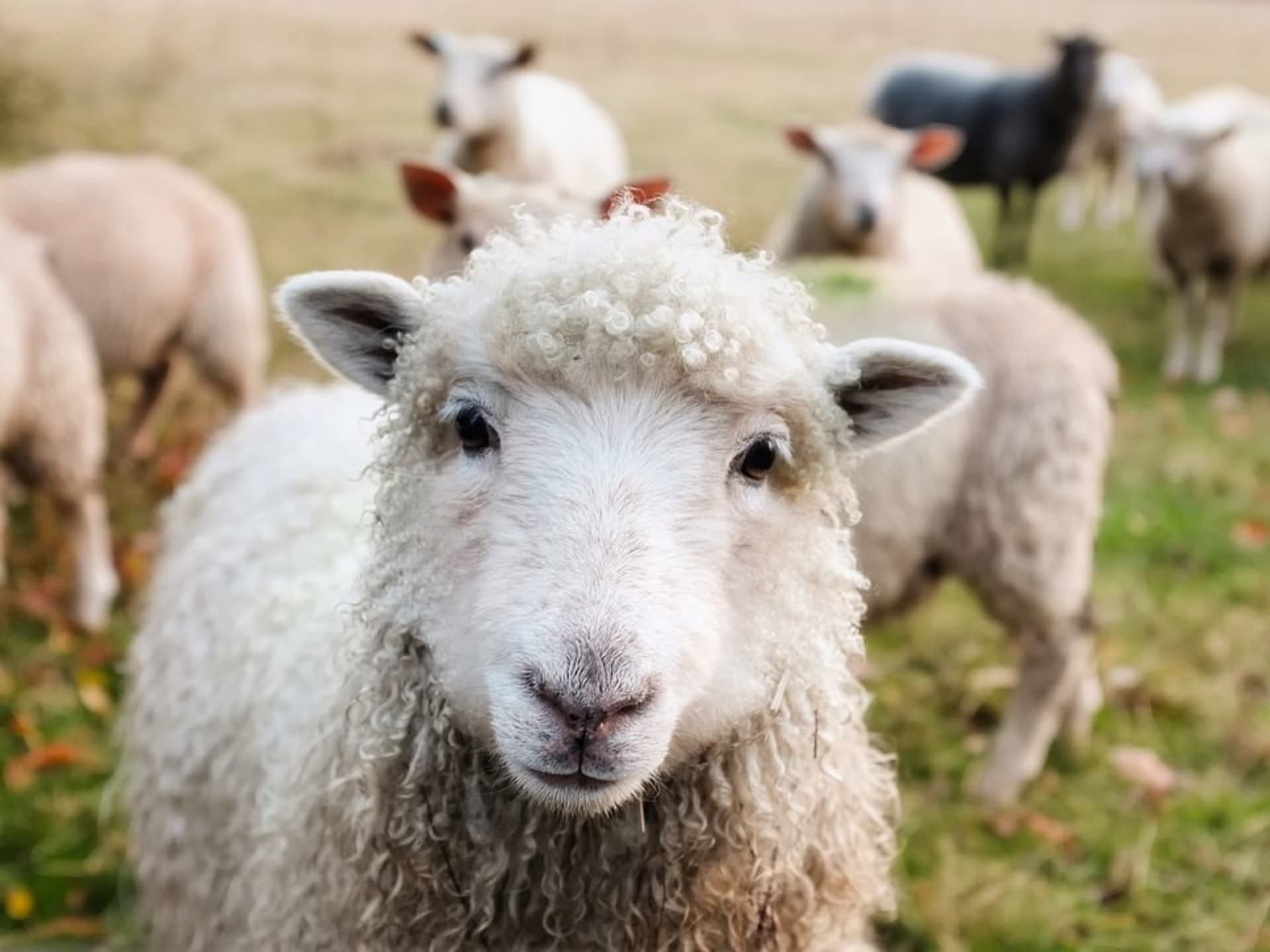 O inteligenci ovcí panuje mnoho nepěkných mýtů. Ovce jsou přitom velice chytrá zvířata.