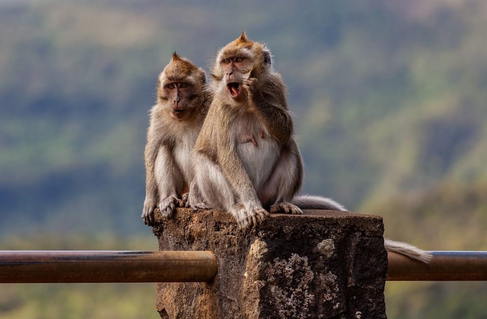 Své inteligence makakové často využívají i k tomu, aby od lidí vyloudili jídlo.