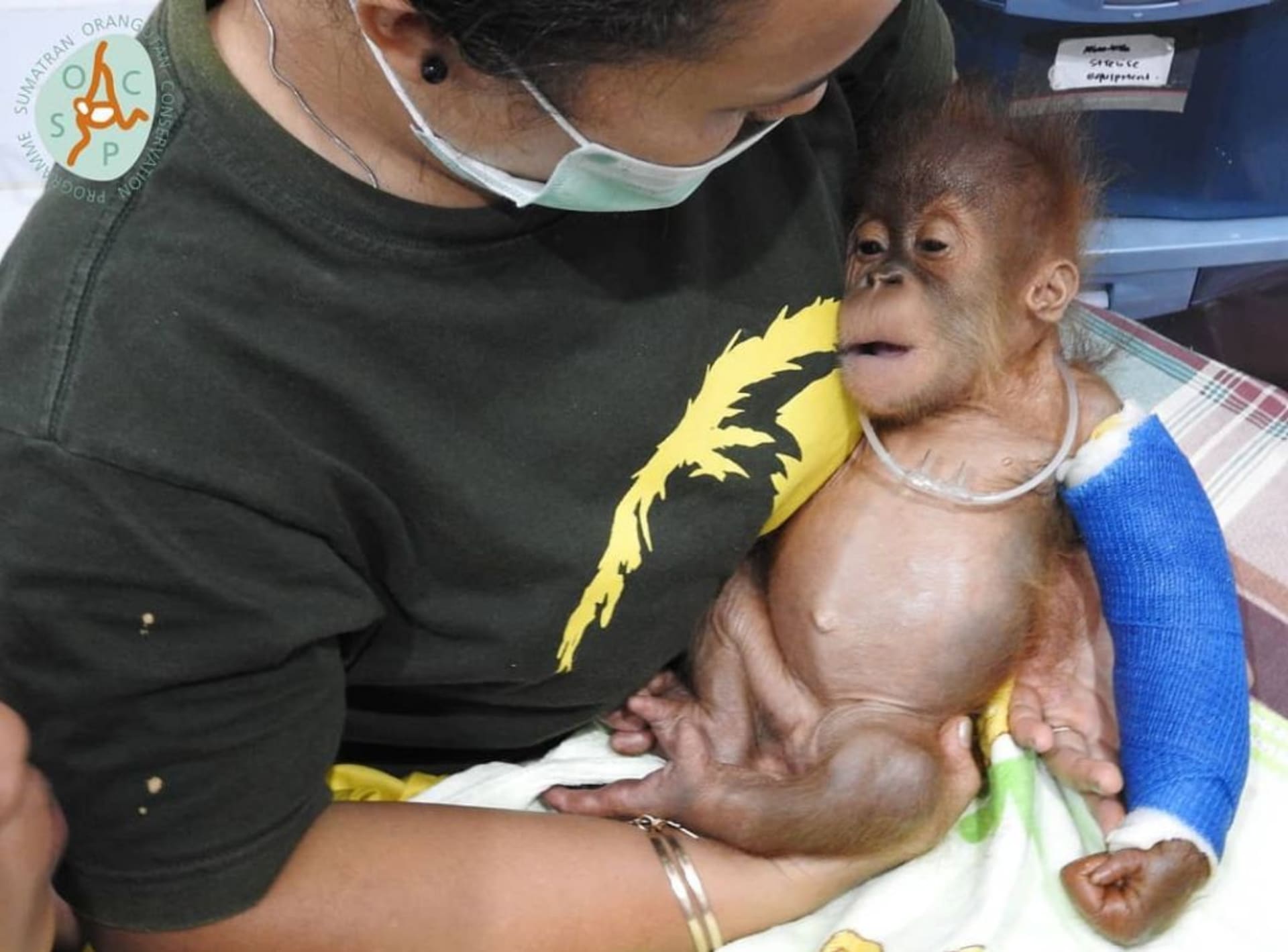 Zachráněné mládě orangutana - samička jménem Brenda.