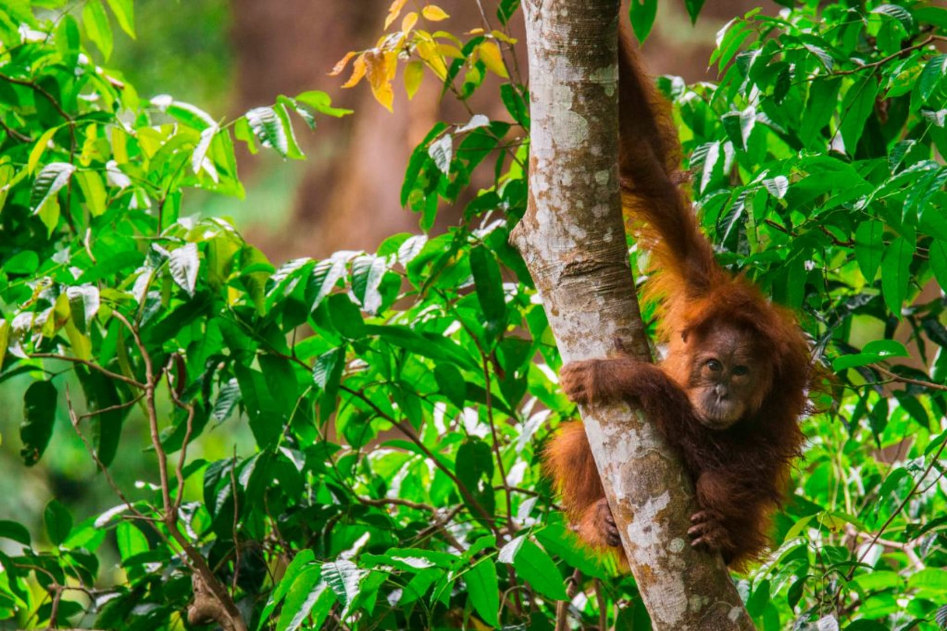 Orangutani sumaterští patří mezi druhy nejvíce ohrožené lidskou činností.