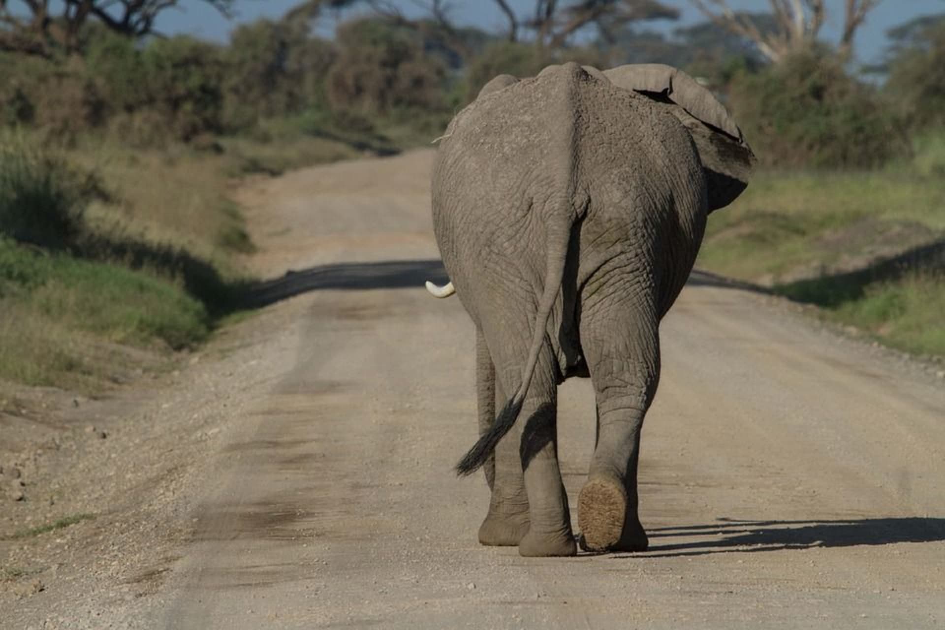 Sloni jsou vysoce společenská a inteligentní zvířata, pro které je pobyt v cirkuse či zoo utrpením.