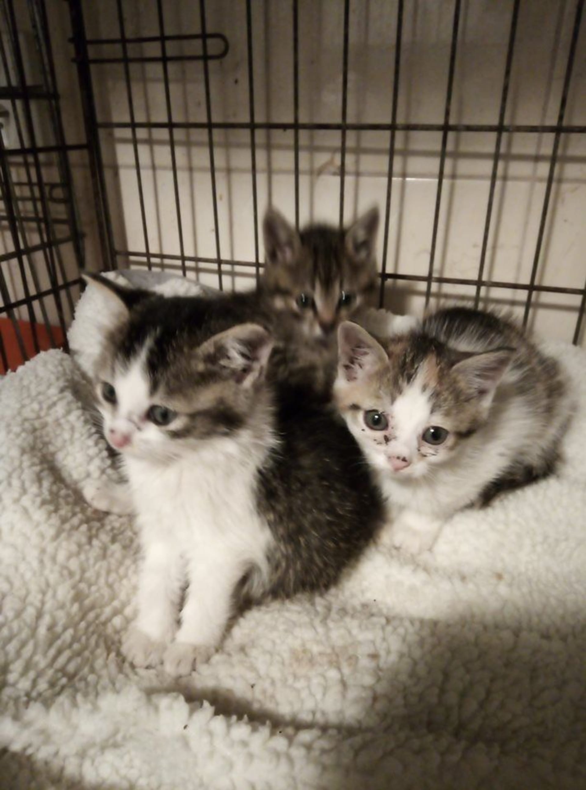 Koťátka z útulku už mají domov