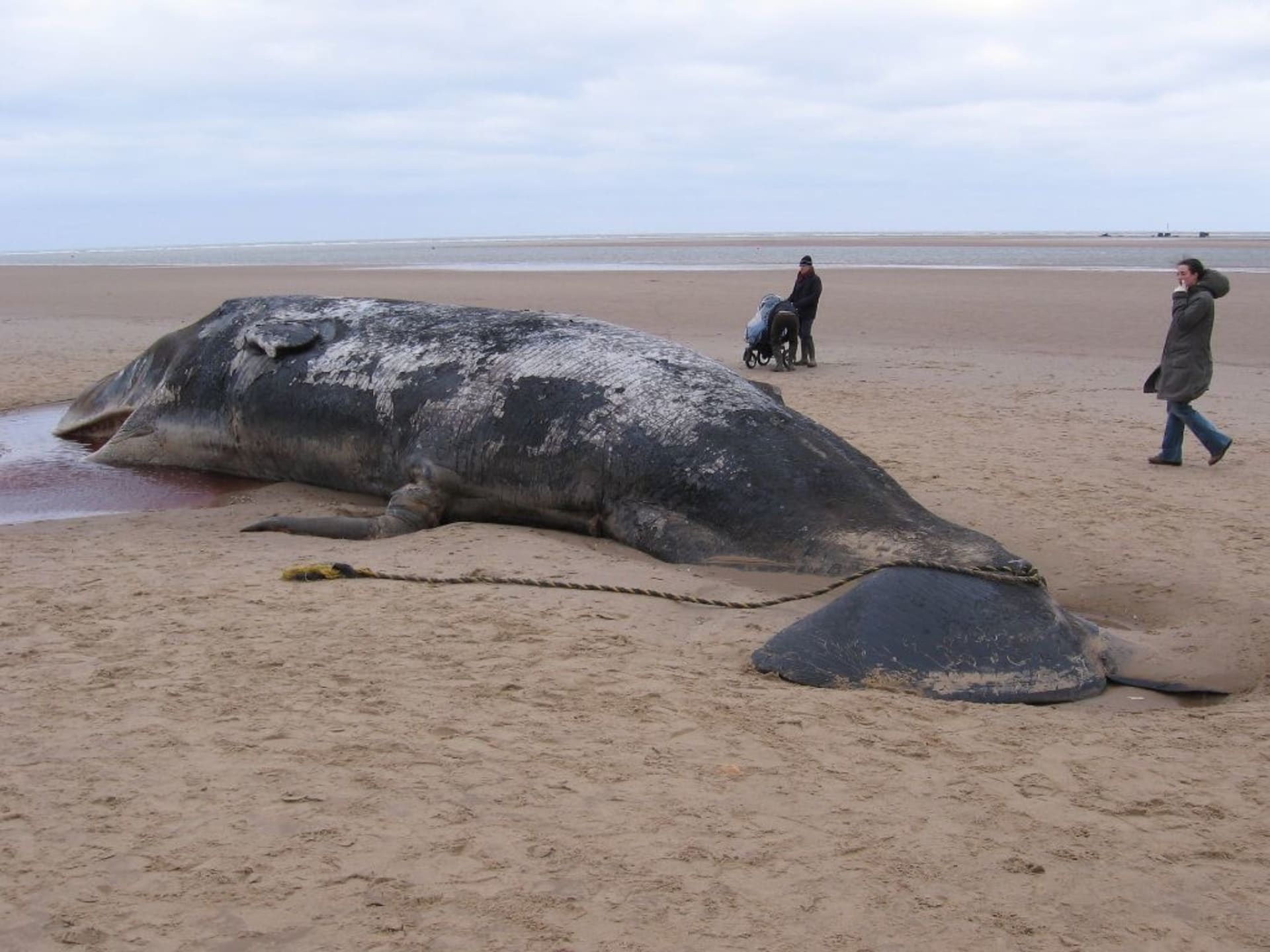 Uhynulých vyhladovělých velryb kvůli útrobám plných plastu je stále víc.