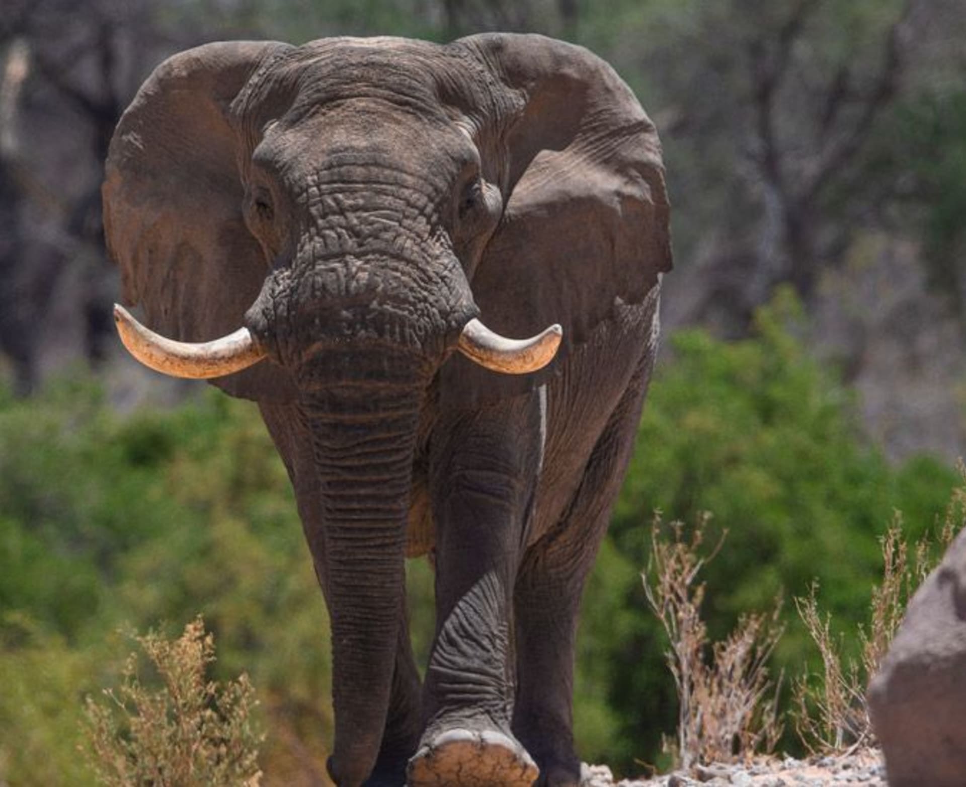 Sloni patří spolu s velkými africkými šelmami mezi druhy nejvíce ohrožené trofejovým lovem.
