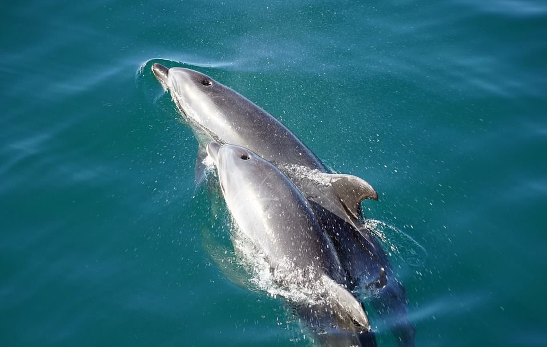 Delfíní matky jsou velice obětavé a starostlivé.