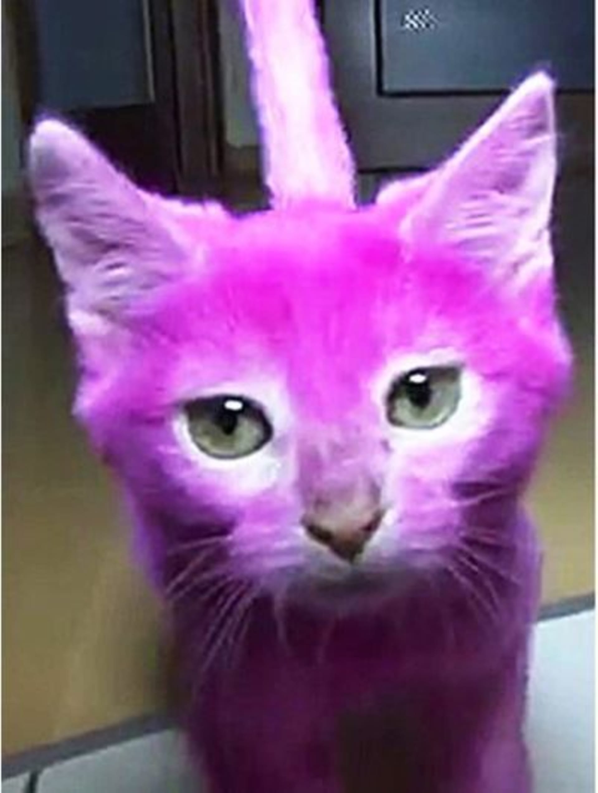 Tohle kotě rozmar své majitelky nepřežilo, zemřelo na otravu po olizování nabarvené srsti.