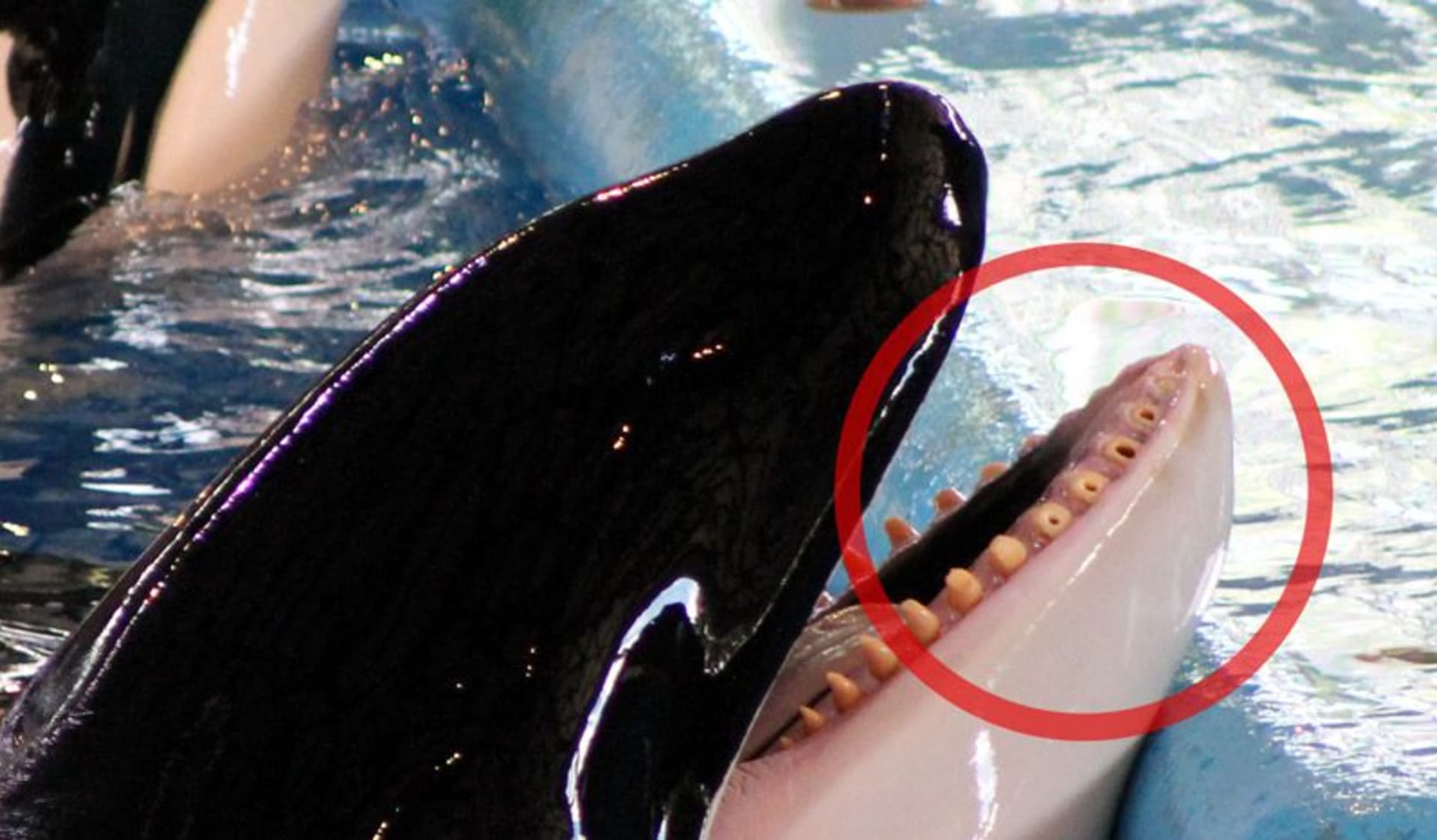 SeaWorld San Antonio byl ze špatného zacházení se zvířaty obviněn již dříve. Kosatky i jiná zvířata tu často podlehnou onemocnění a způsobují si těžká zranění.