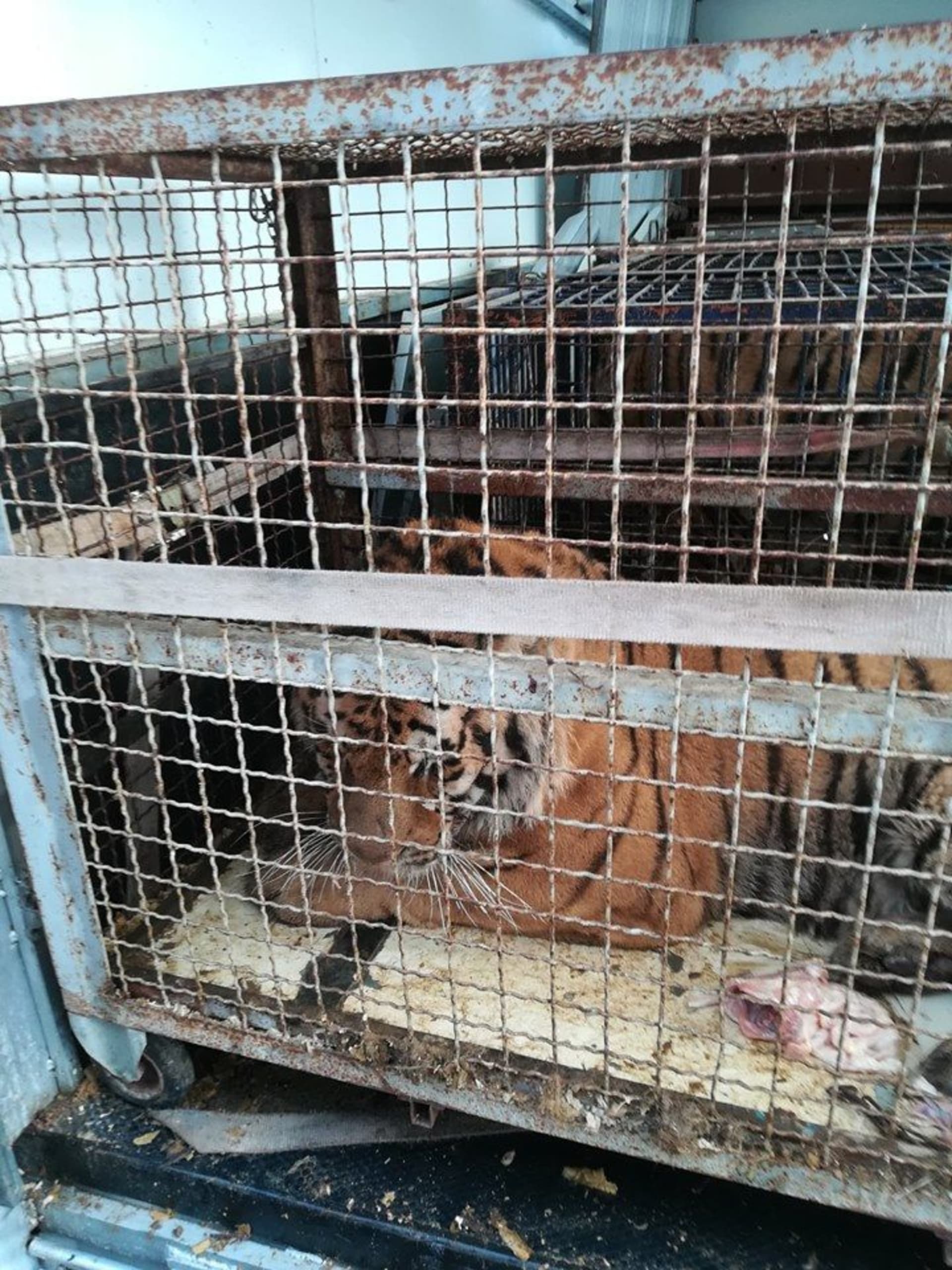 Deset tygrů v naprosto nevyhovujících podmínkách mělo skončit v cirkusu.