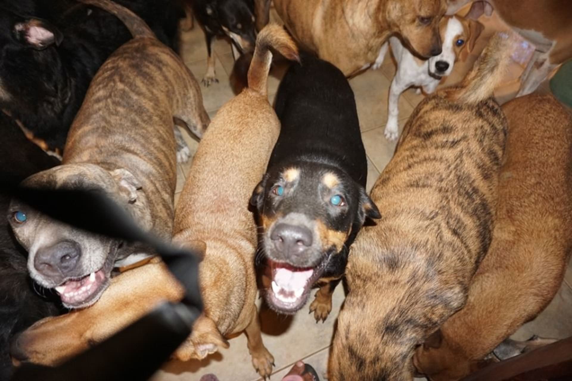 Ložnici obsadilo 79 psů bez domova.